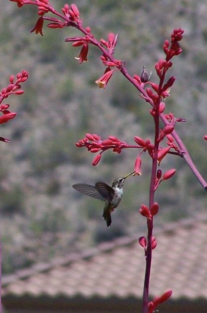 Hummingbirds